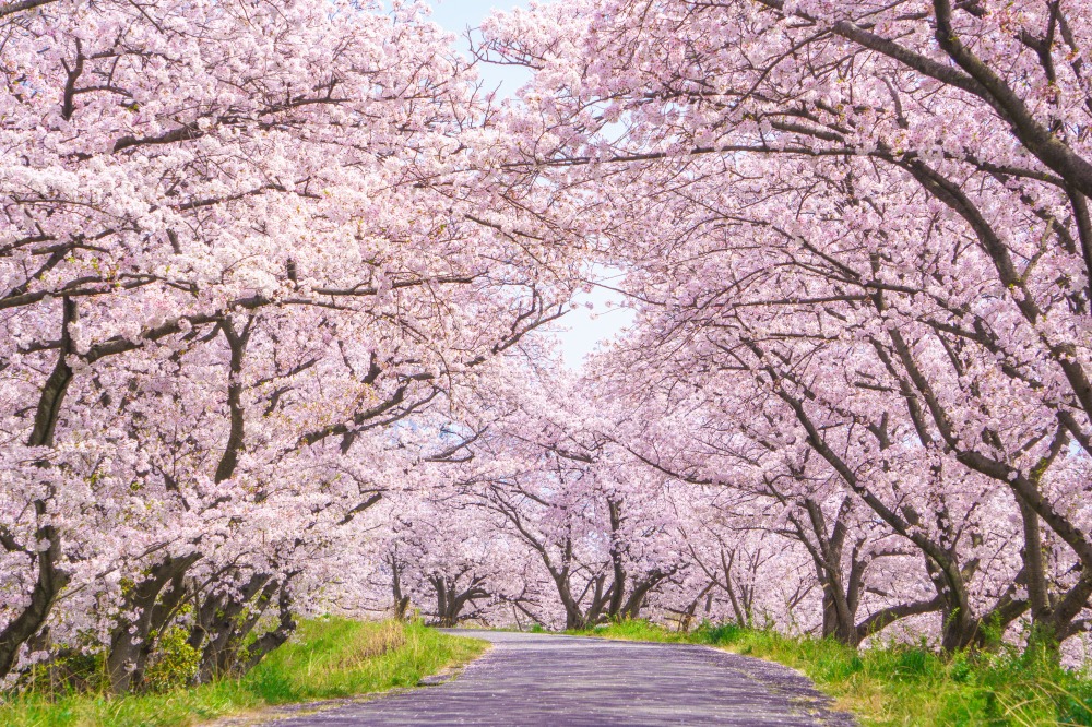 家族で出かける全国の桜スポット特集のアイキャッチ