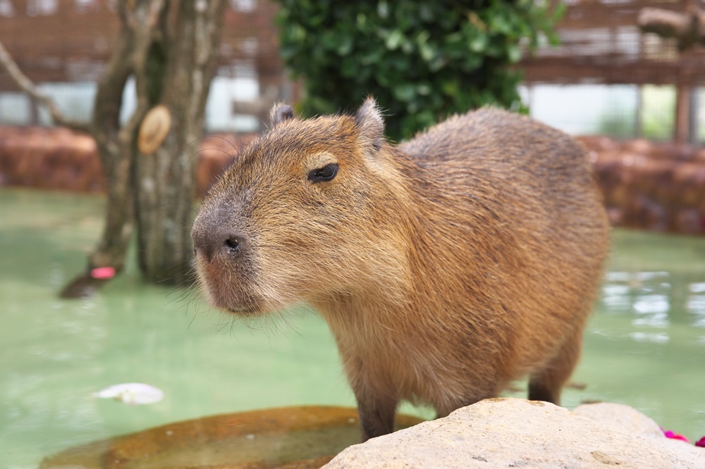 雨の日だってはしゃぎたい！梅雨シーズンでも夫婦＆家族で遊べるスポット特集のアイキャッチ